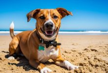 5-best-dog-training-companies-in-redondo-beach,-south-bay,-ca-for-fast-results