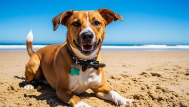 5-best-dog-training-companies-in-redondo-beach,-south-bay,-ca-for-fast-results